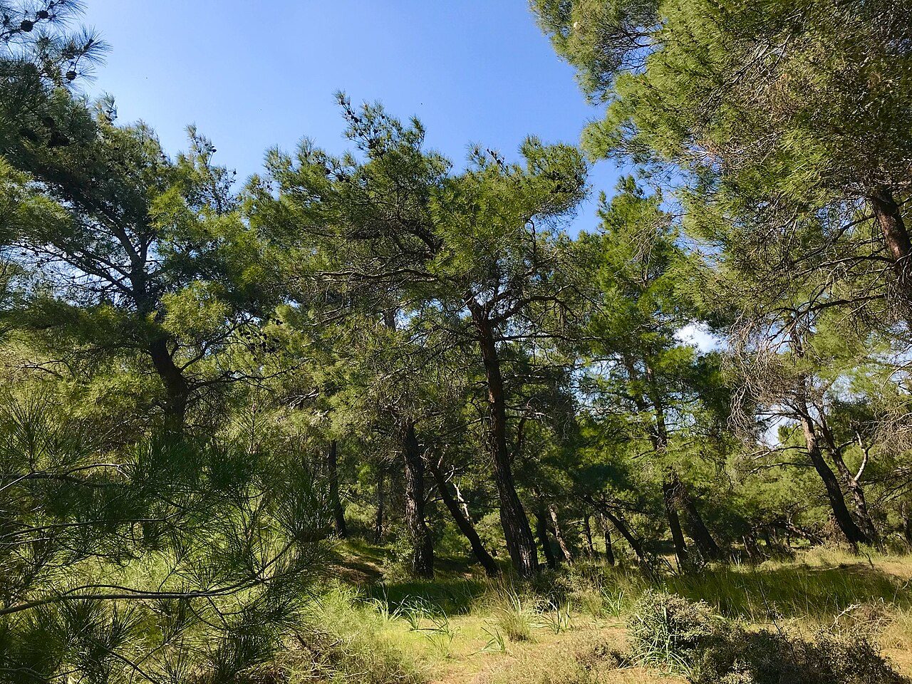 Kızılçam 6