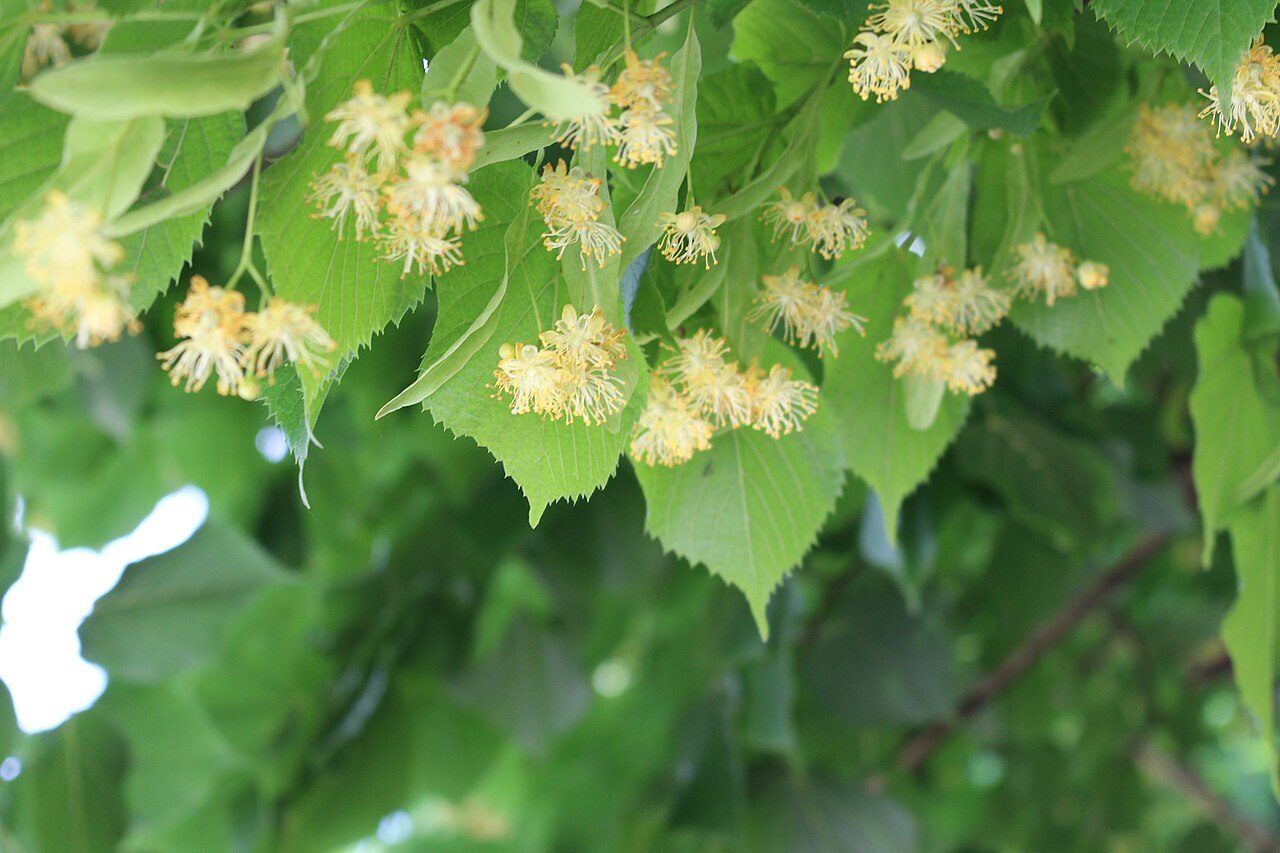 Tilo de hoja pequeña