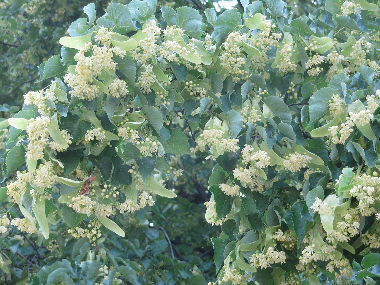 Tilo de hoja pequeña 2