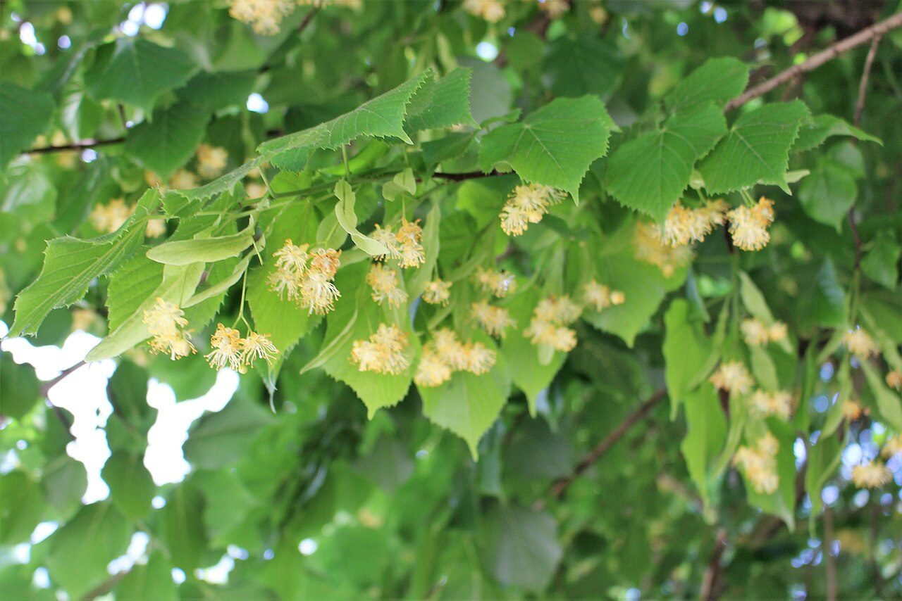 Tilo de hoja pequeña 3