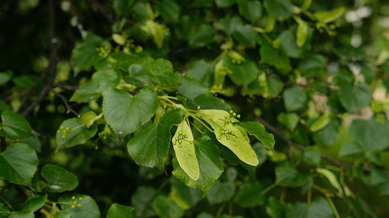 Tilo de hoja pequeña 5