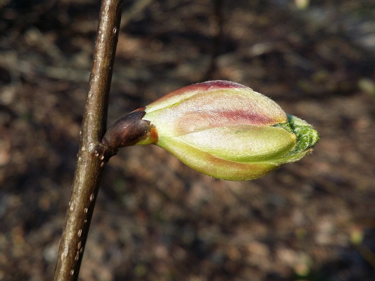 Tilo de hoja pequeña 8
