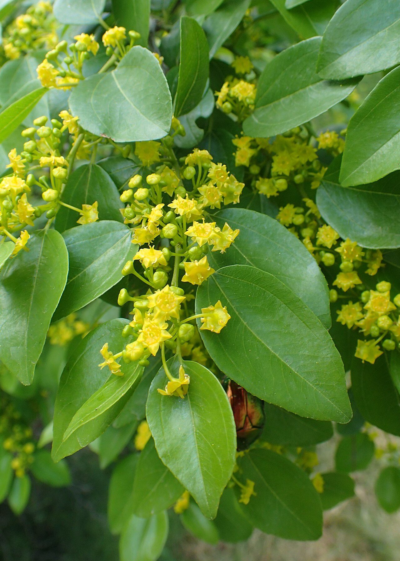 Paliurus spina-christi 3