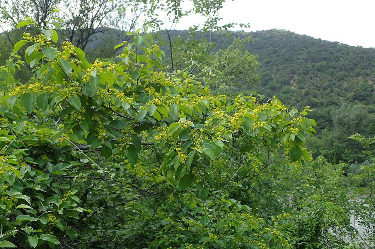 Paliurus spina-christi 6