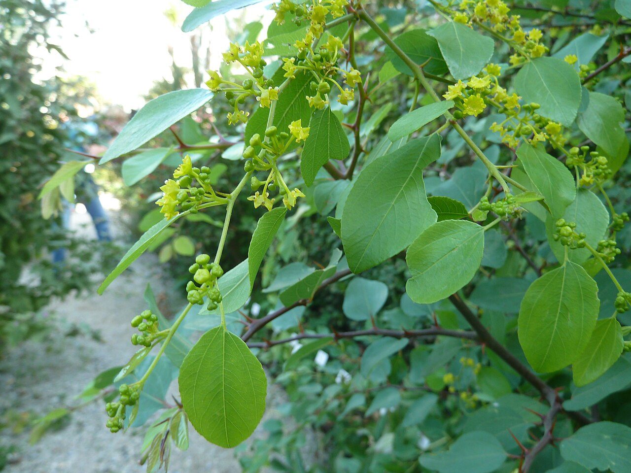 Paliurus spina-christi 7