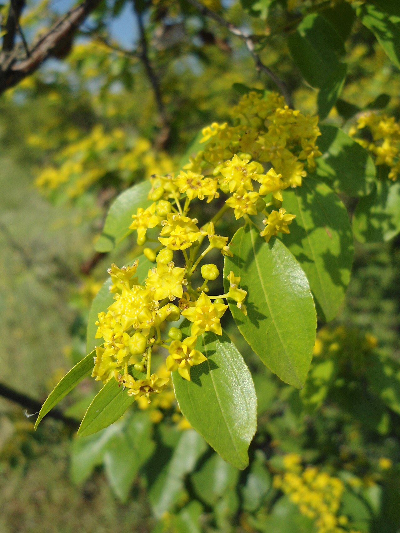 Paliurus spina-christi 9