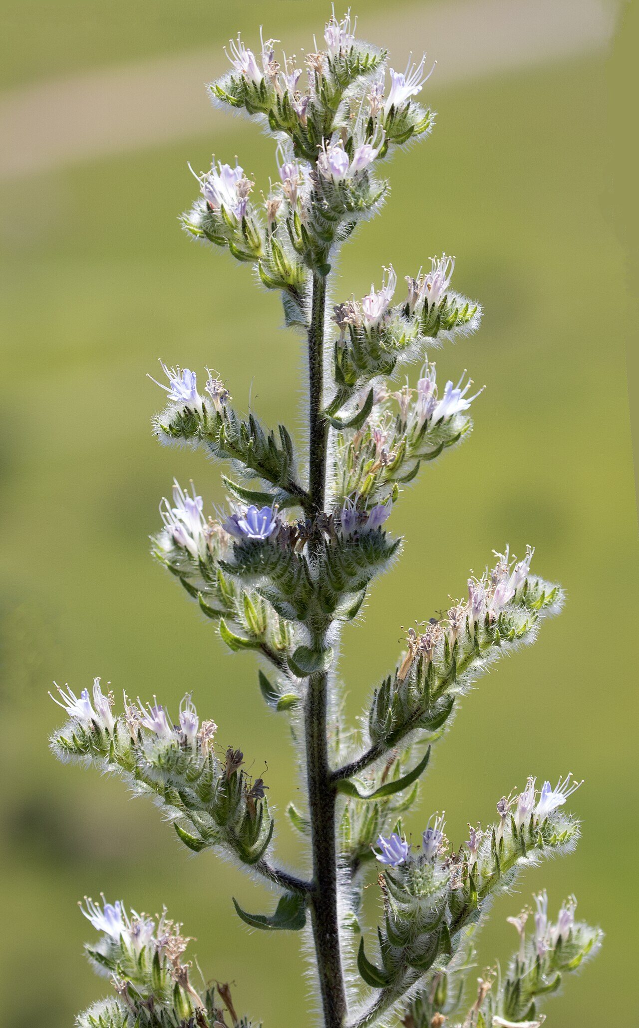 Echium italicum
