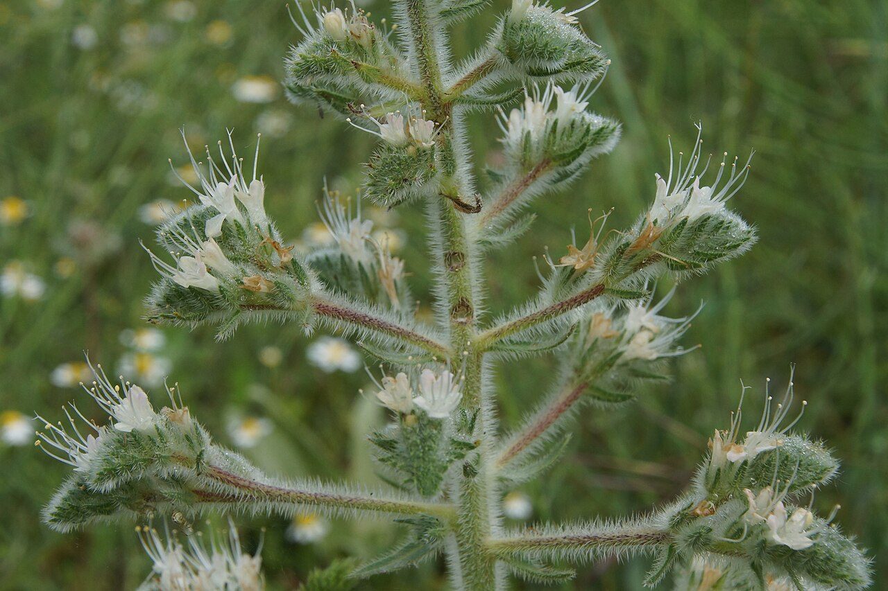Echium italicum 2
