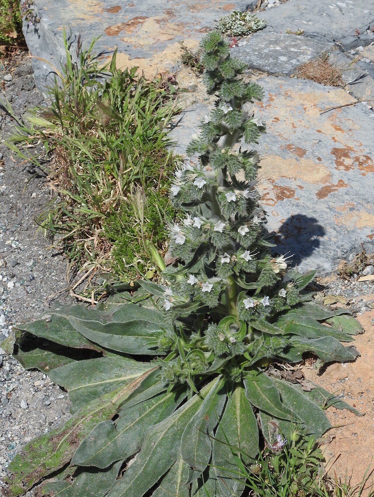 Echium italicum 3