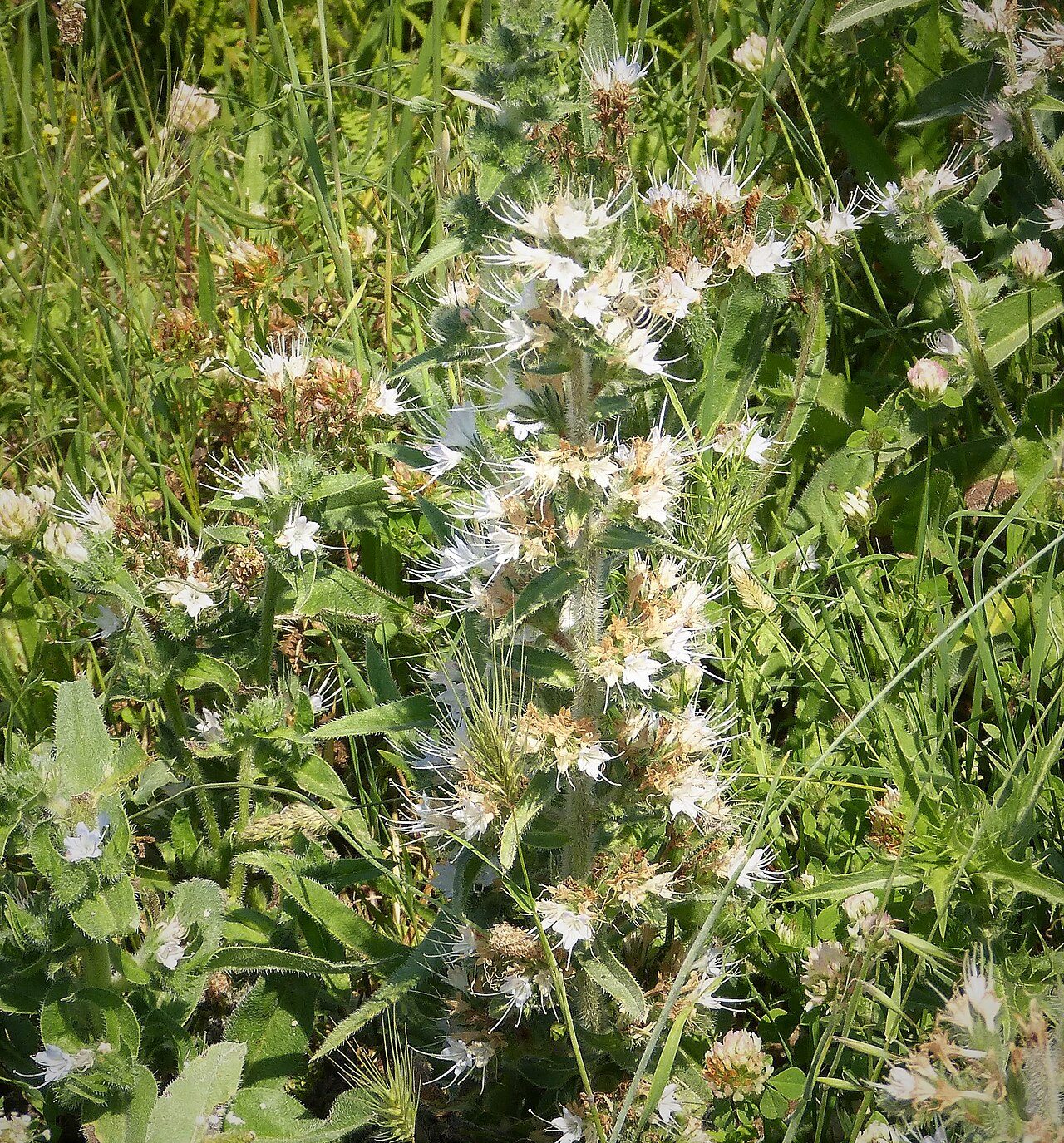 Echium italicum 4