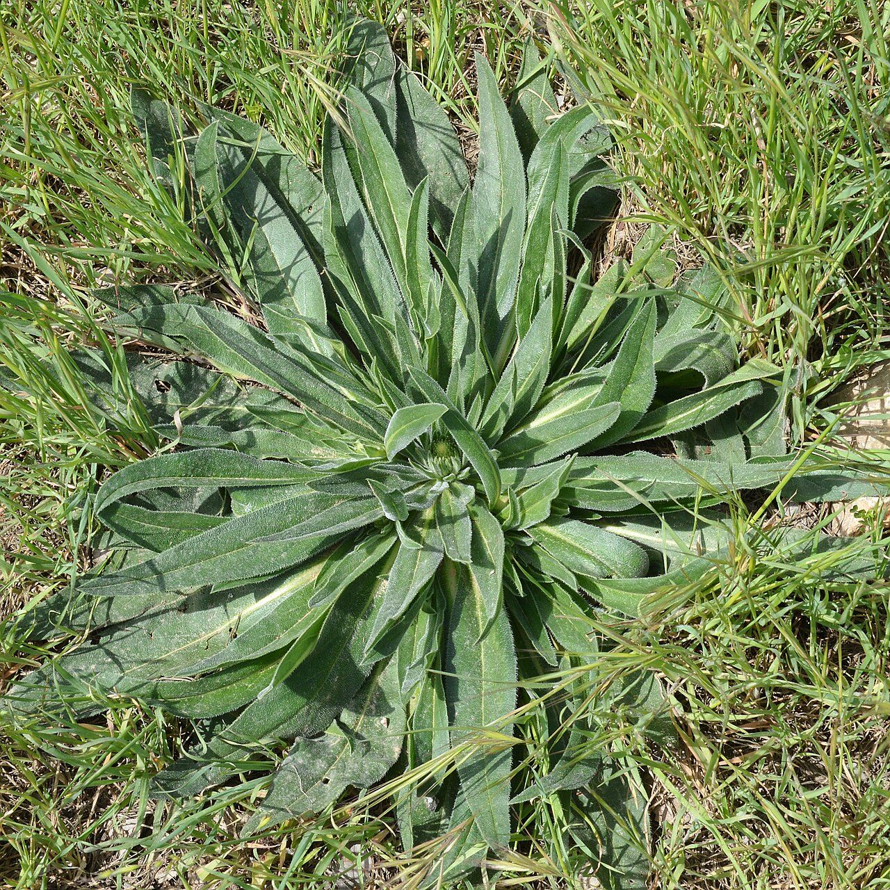 Echium italicum 5