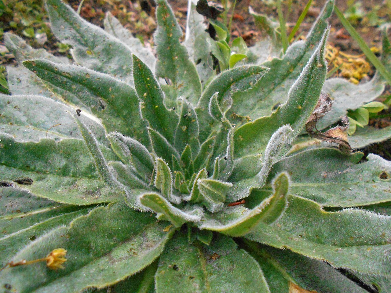 Echium italicum 6