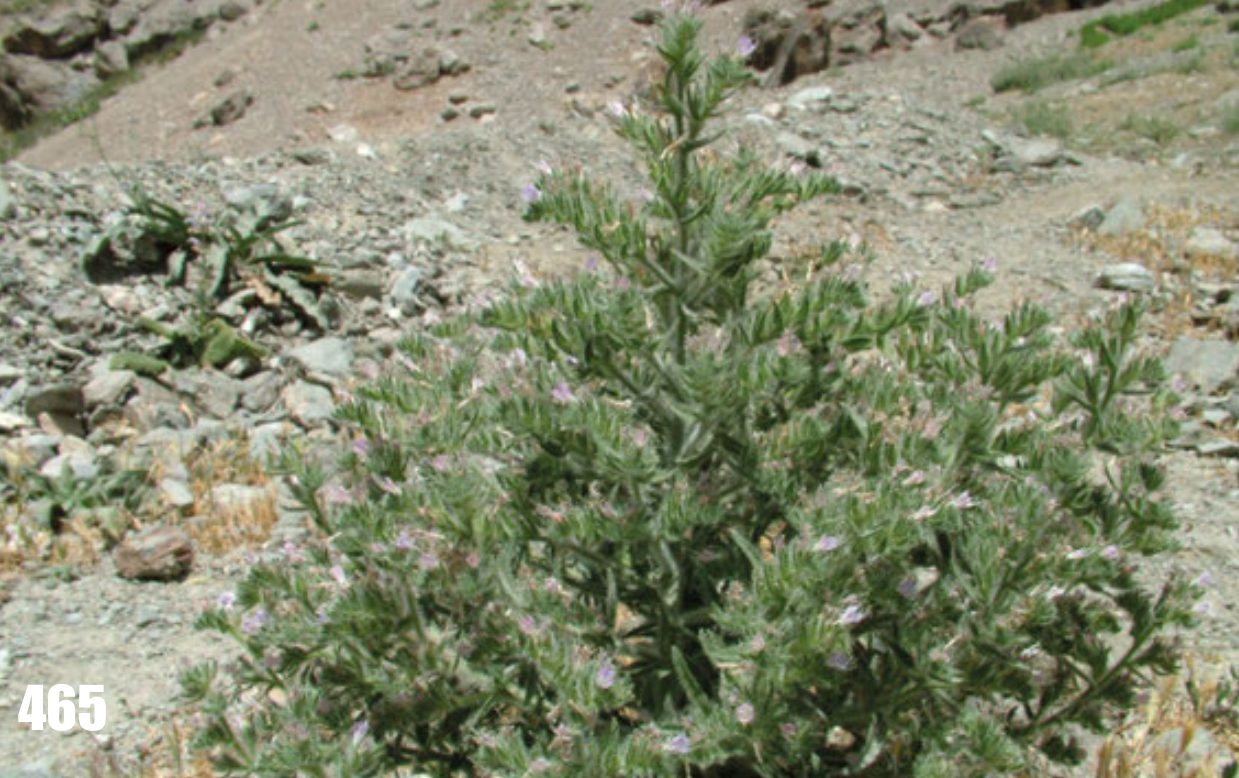 Echium italicum 7