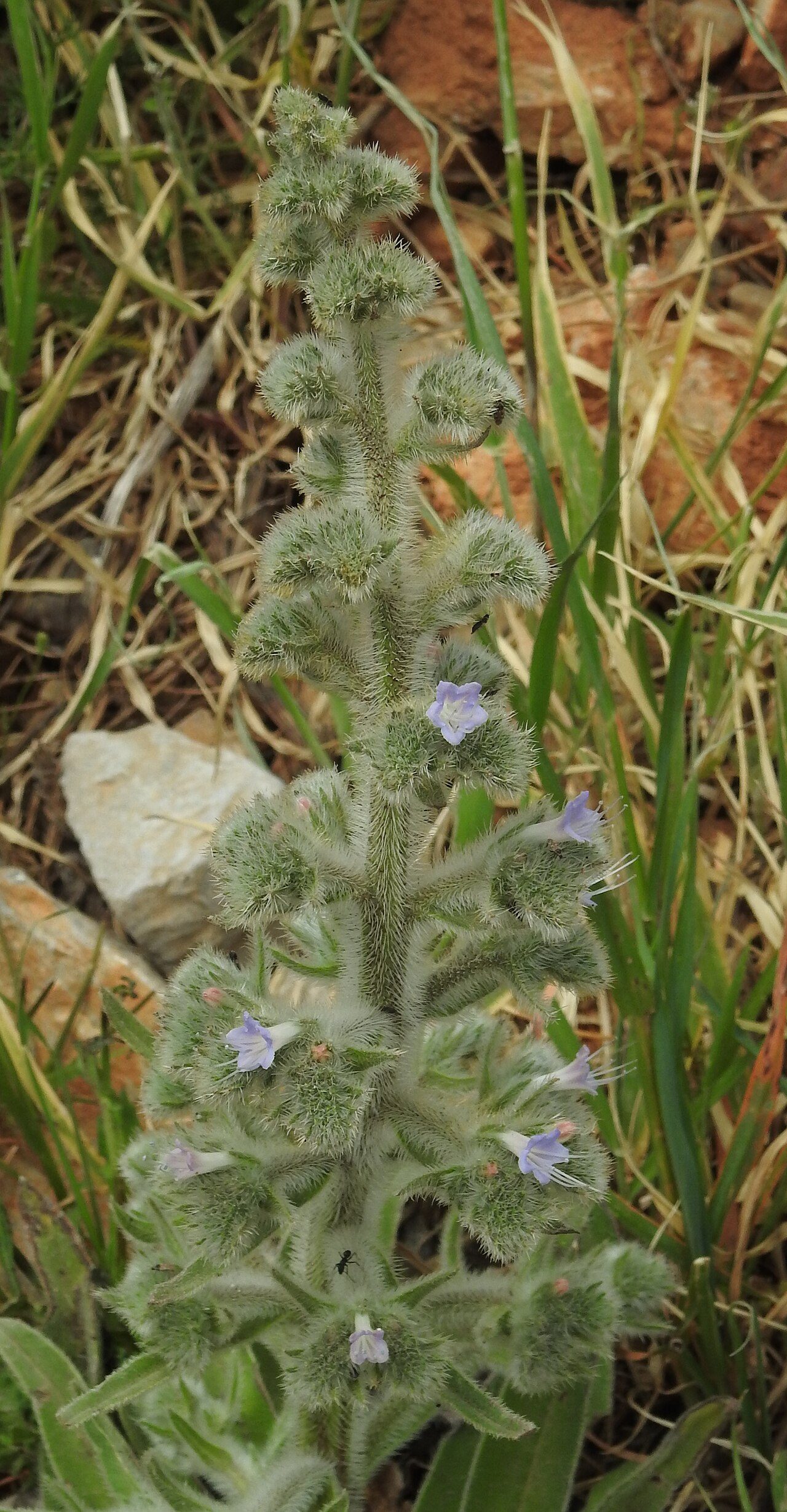 Echium italicum 8