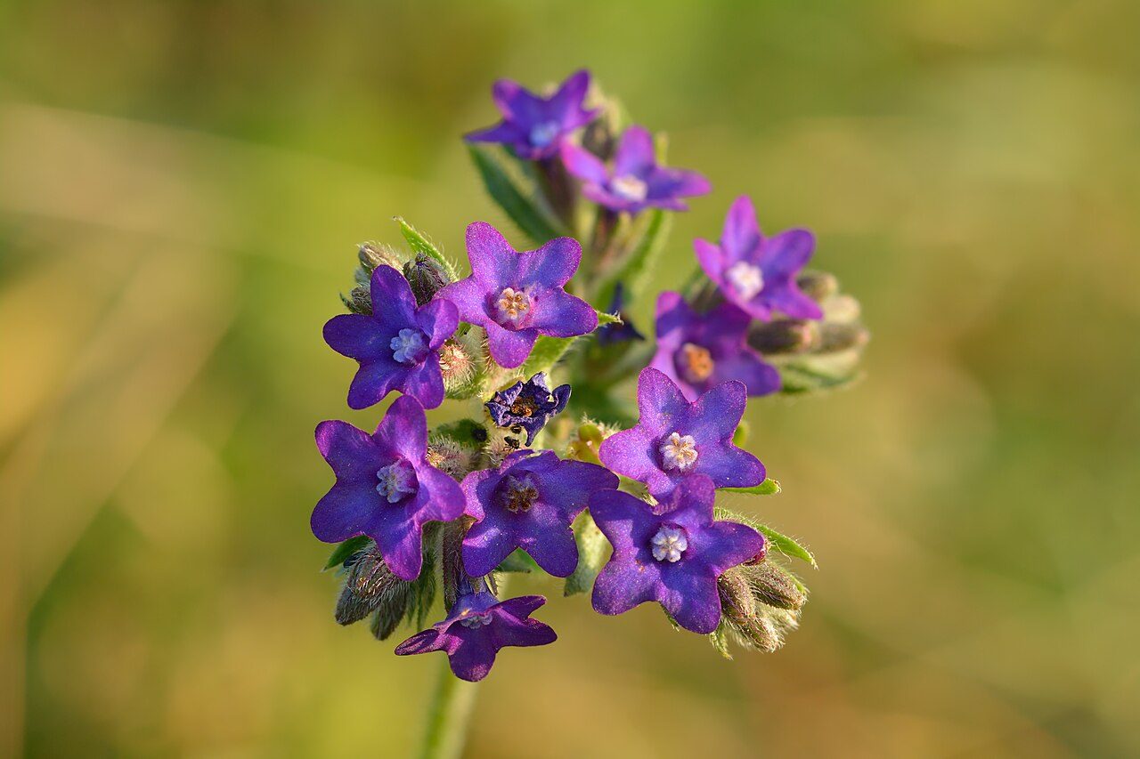 Lengua de buey 6