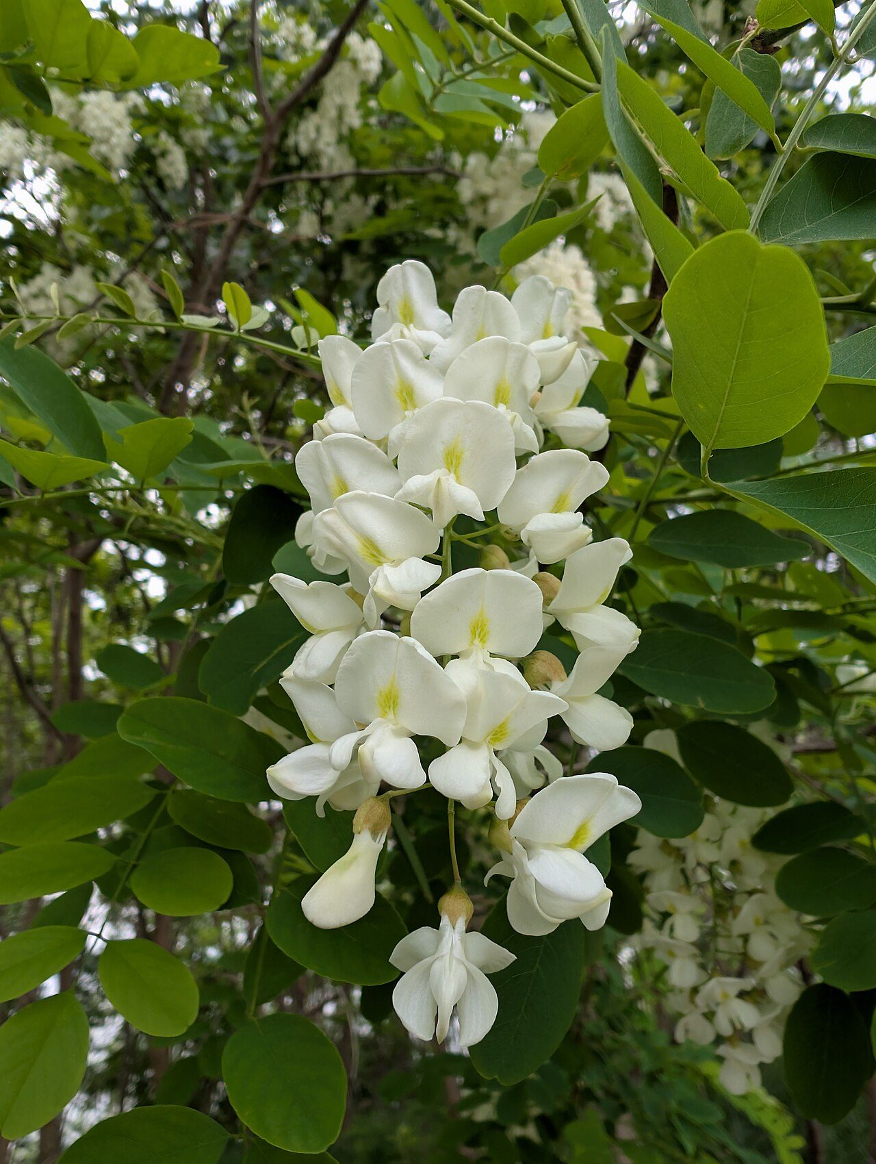 Black locust