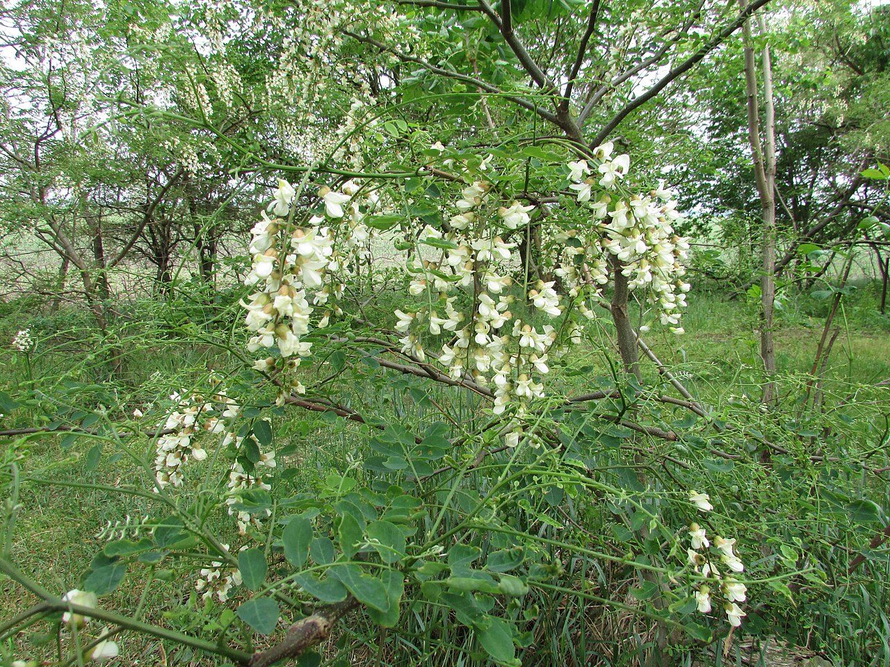 Black locust 2