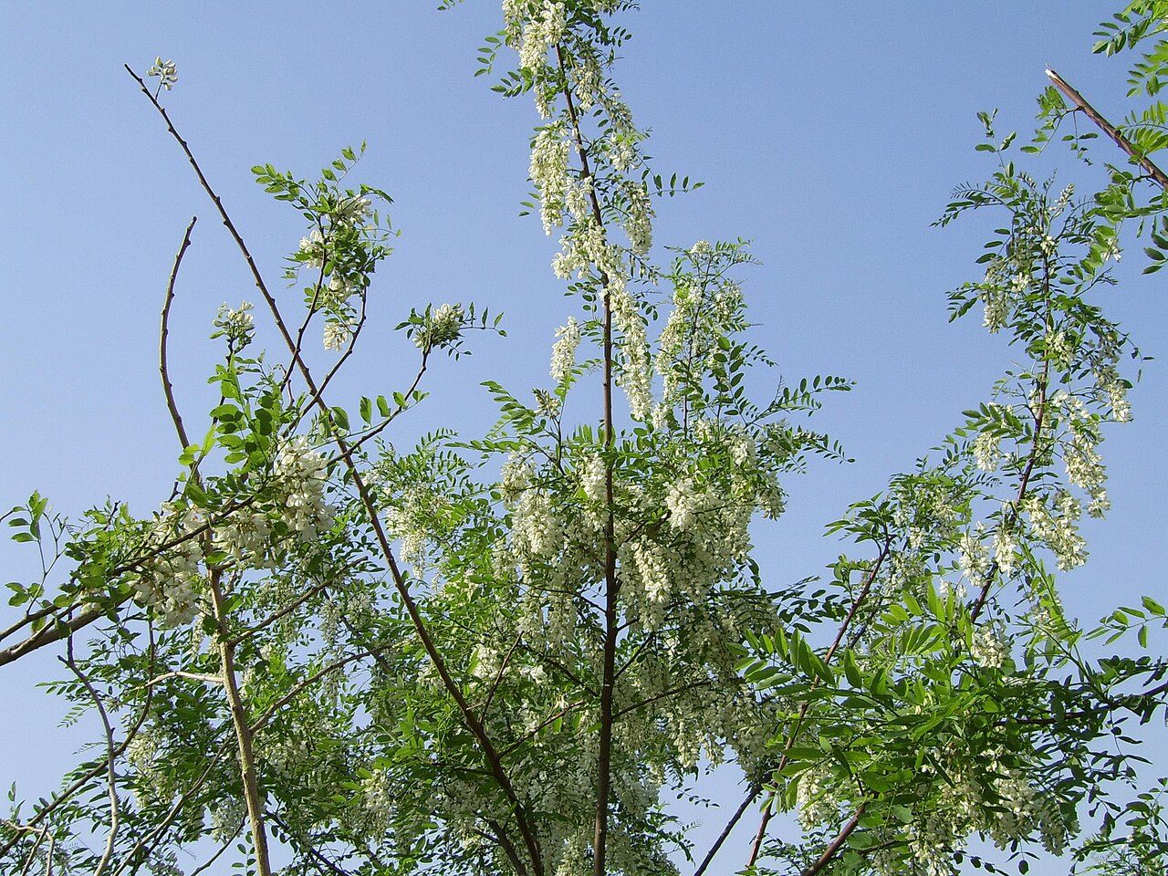 Black locust 3