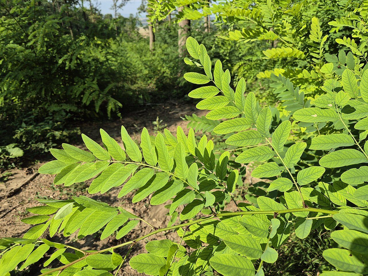 Black locust 4