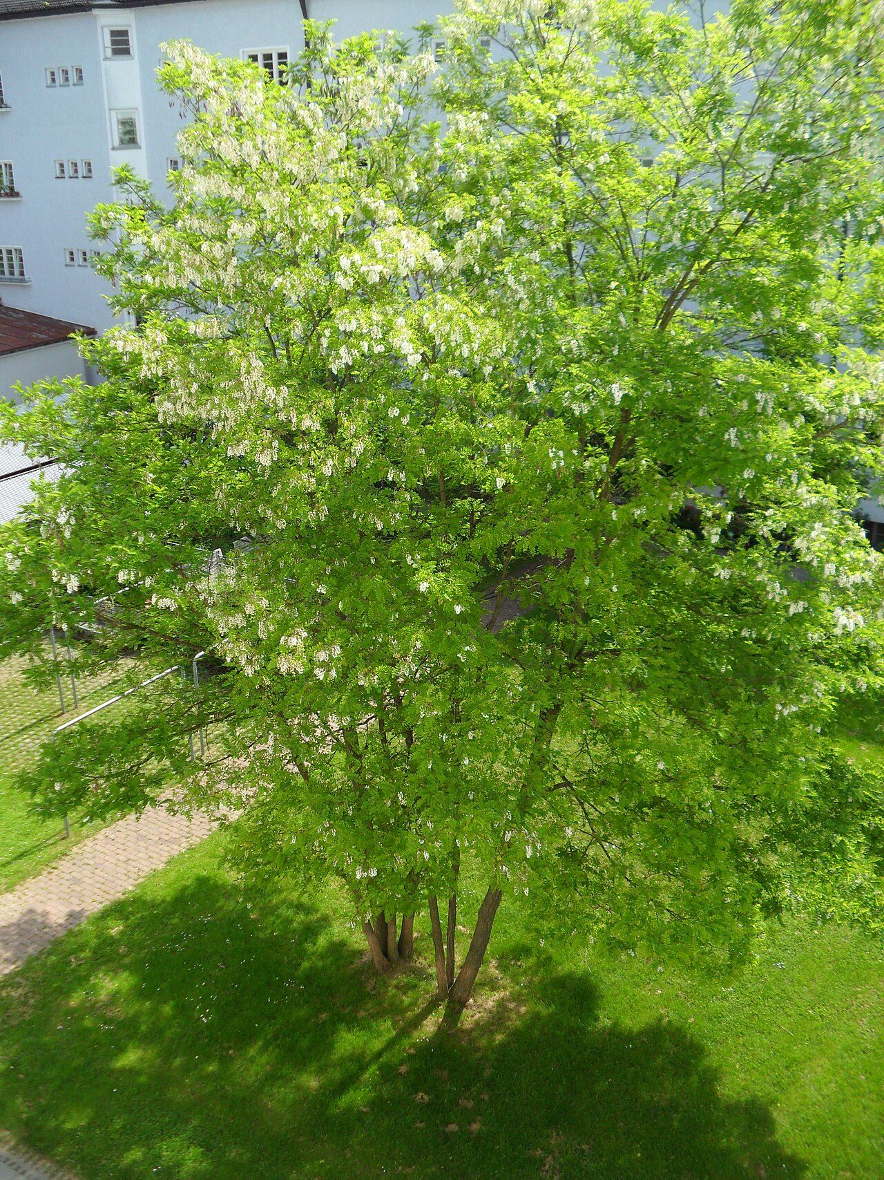 Black locust 5