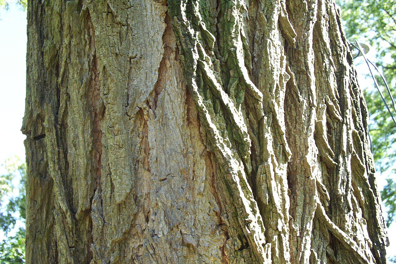 Black locust 6