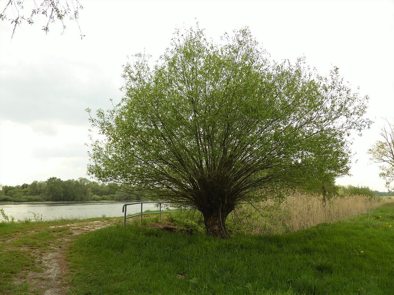 Willow 3