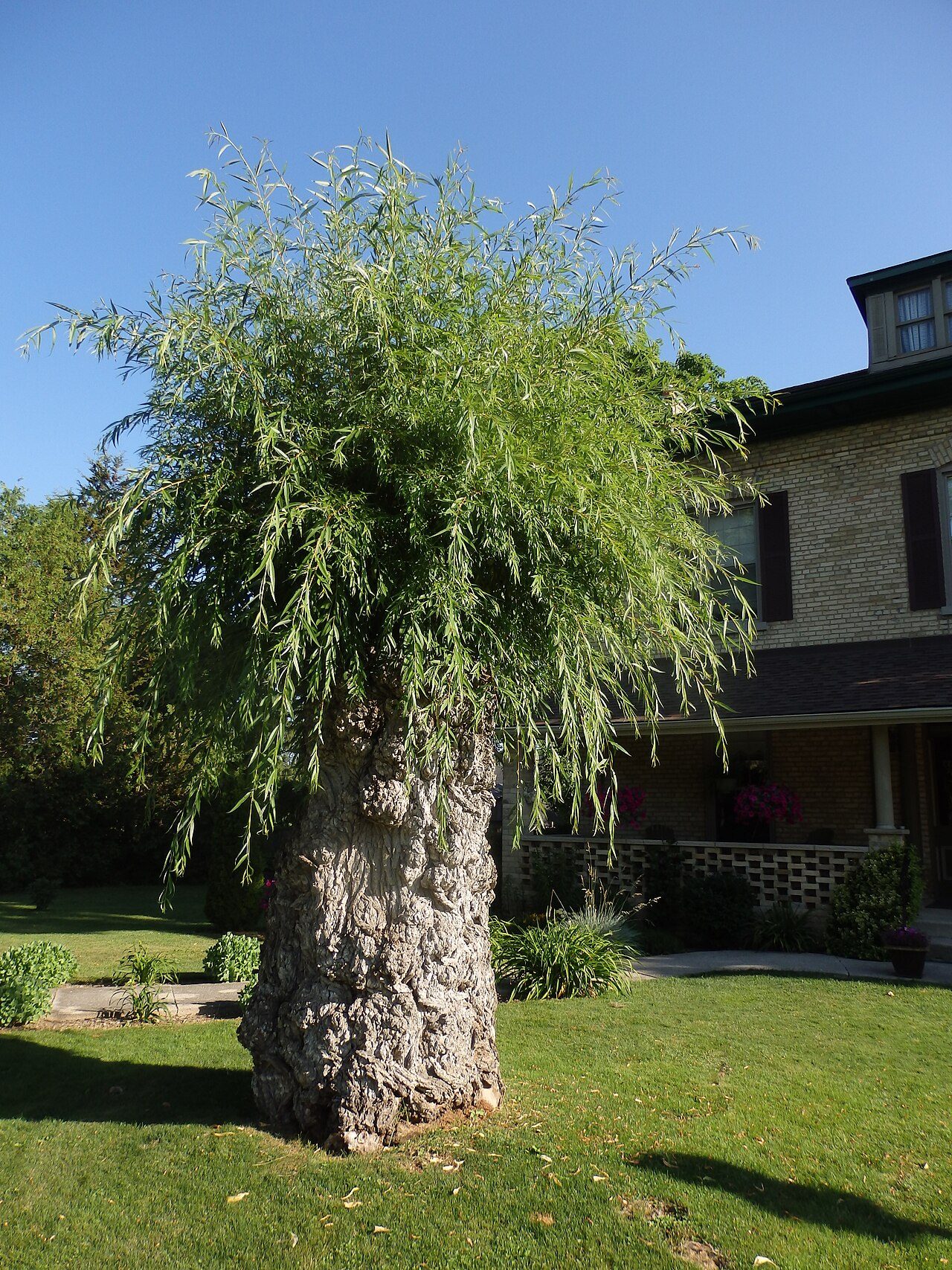 Willow 4