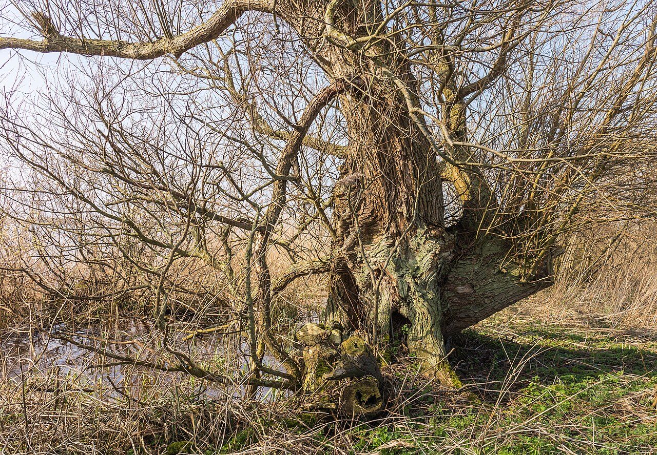 Willow 5