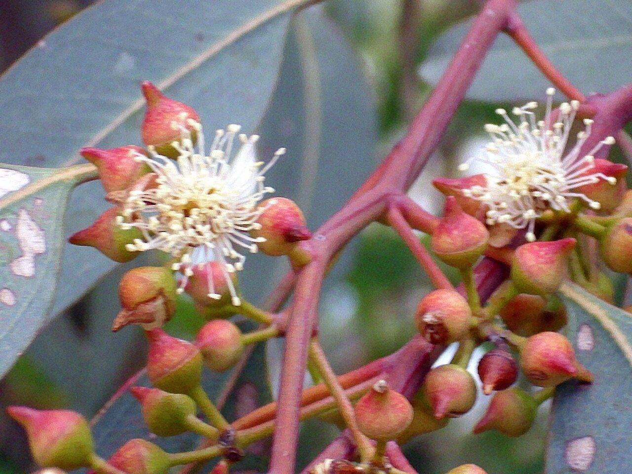 Eucalipto rojo