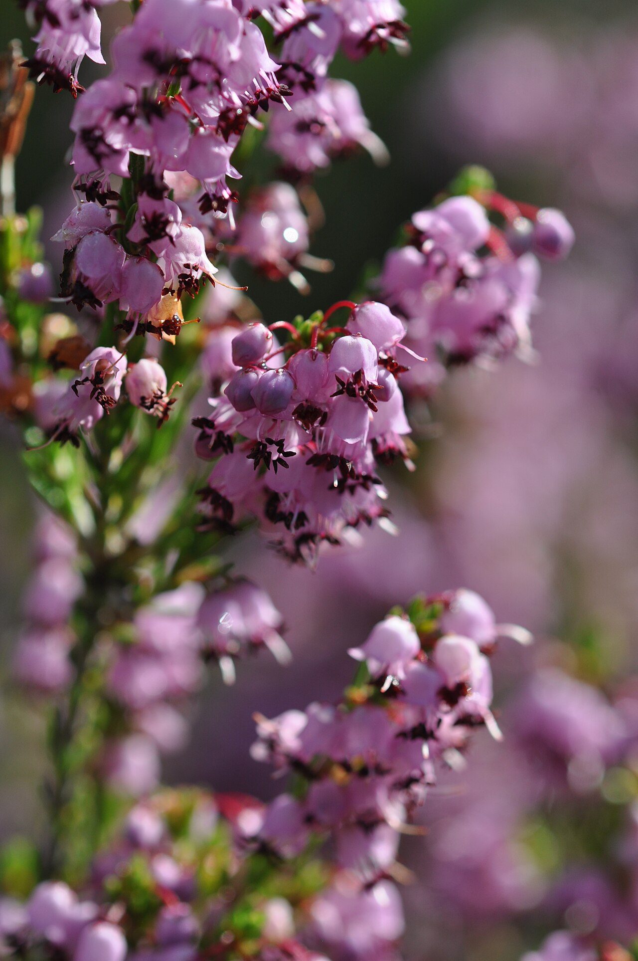 Erica manipuliflora 2