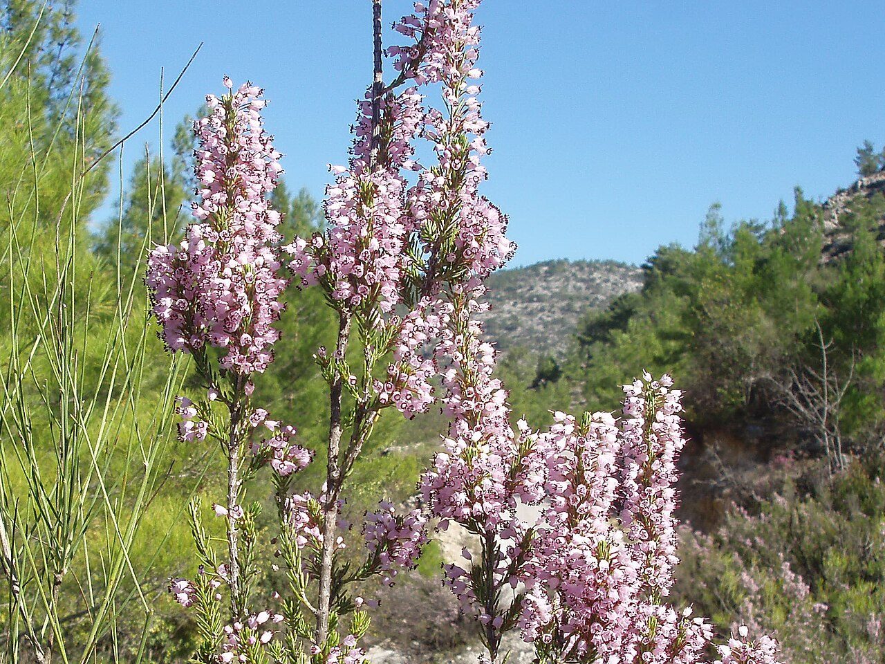 Erica manipuliflora 3
