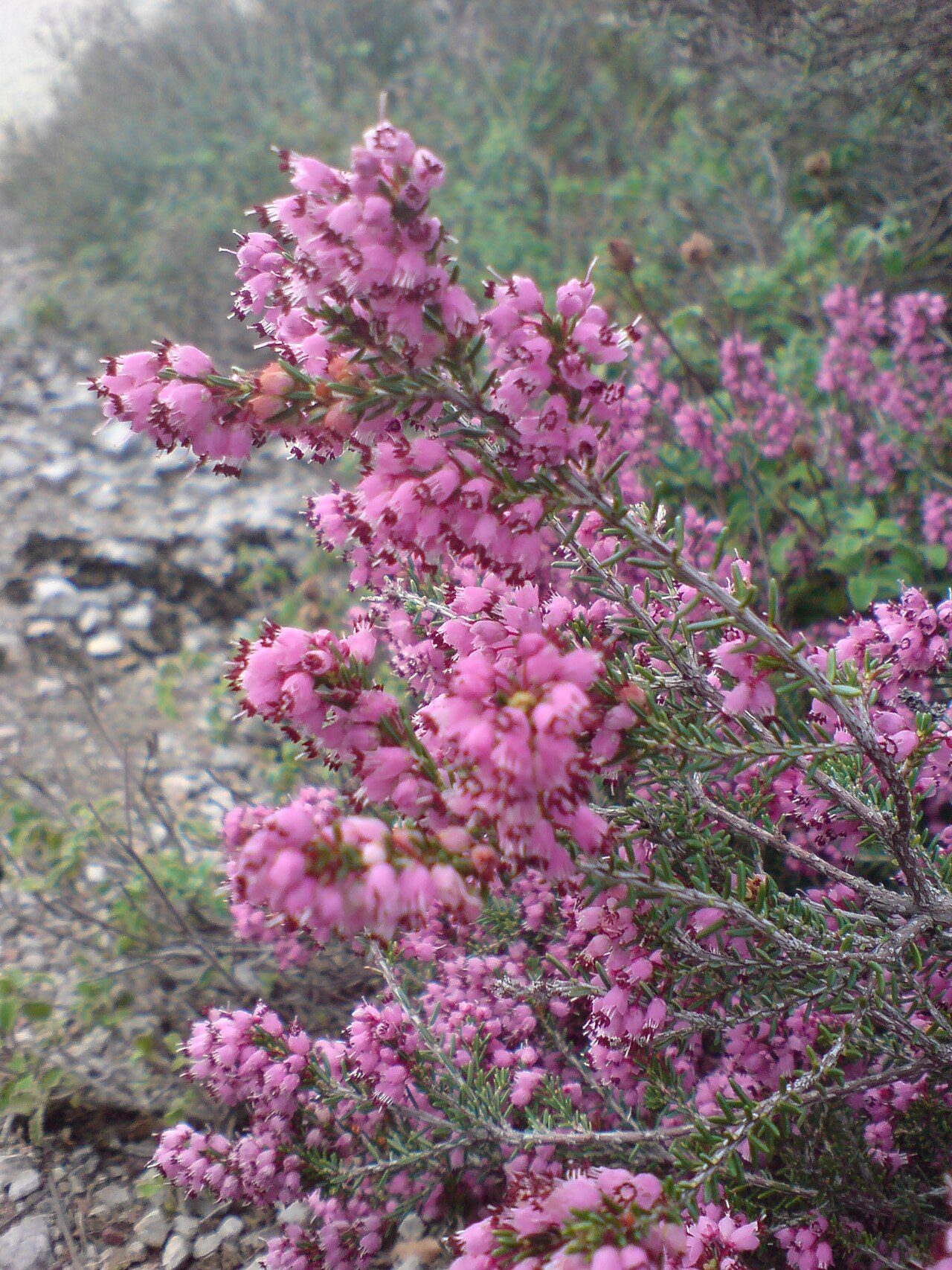 Erica manipuliflora 4