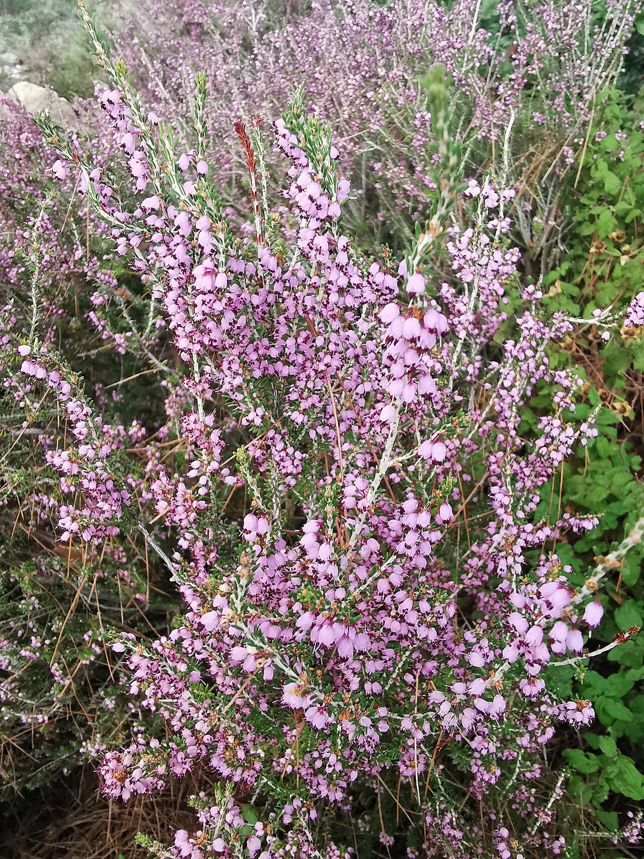 Erica manipuliflora 5