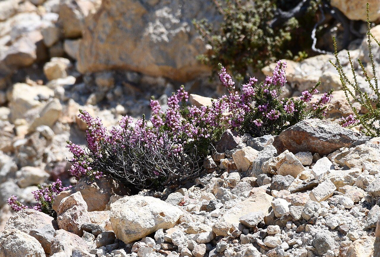 Erica manipuliflora 6