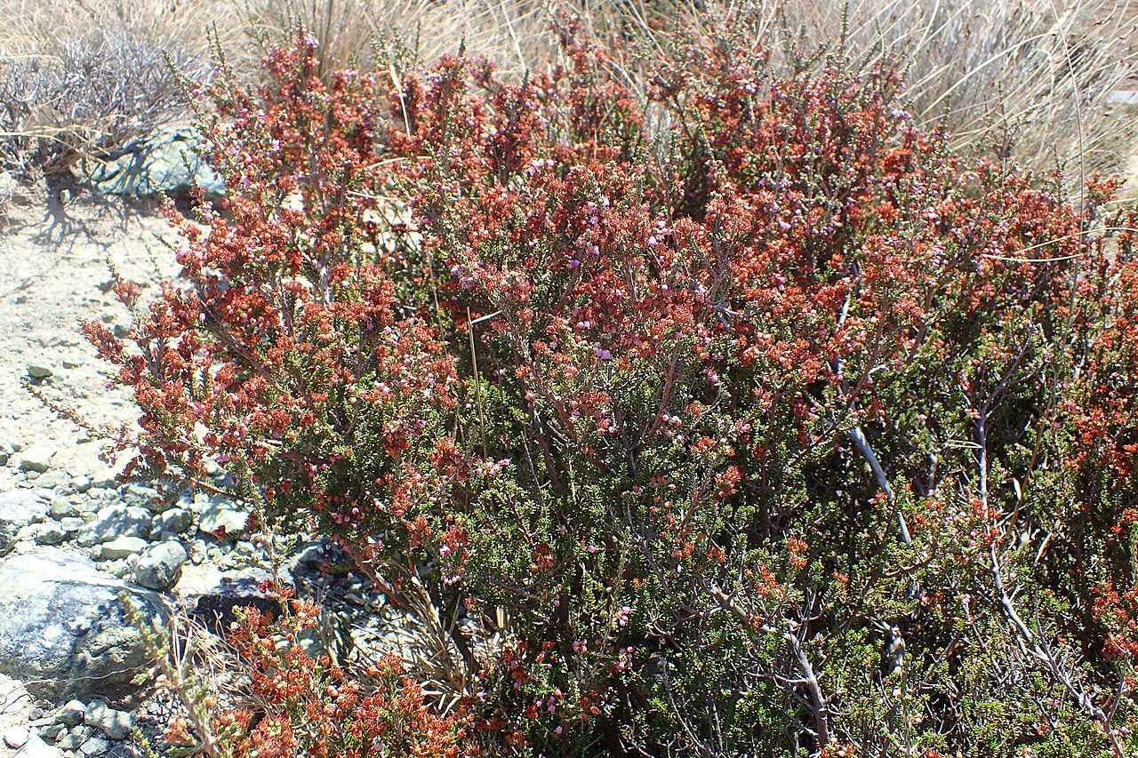 Erica manipuliflora 7