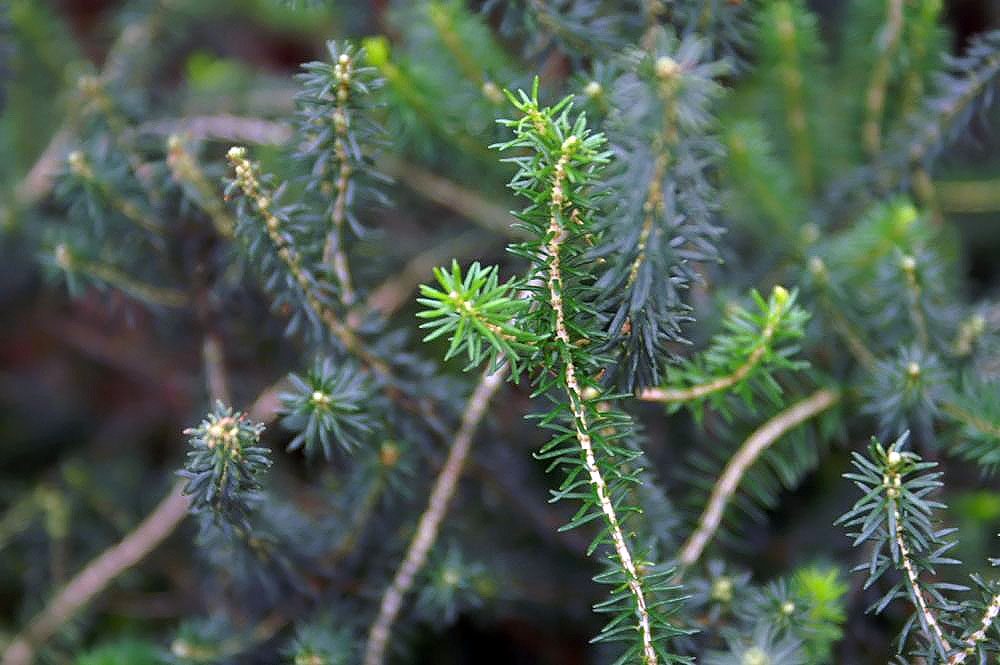 Erica manipuliflora 8