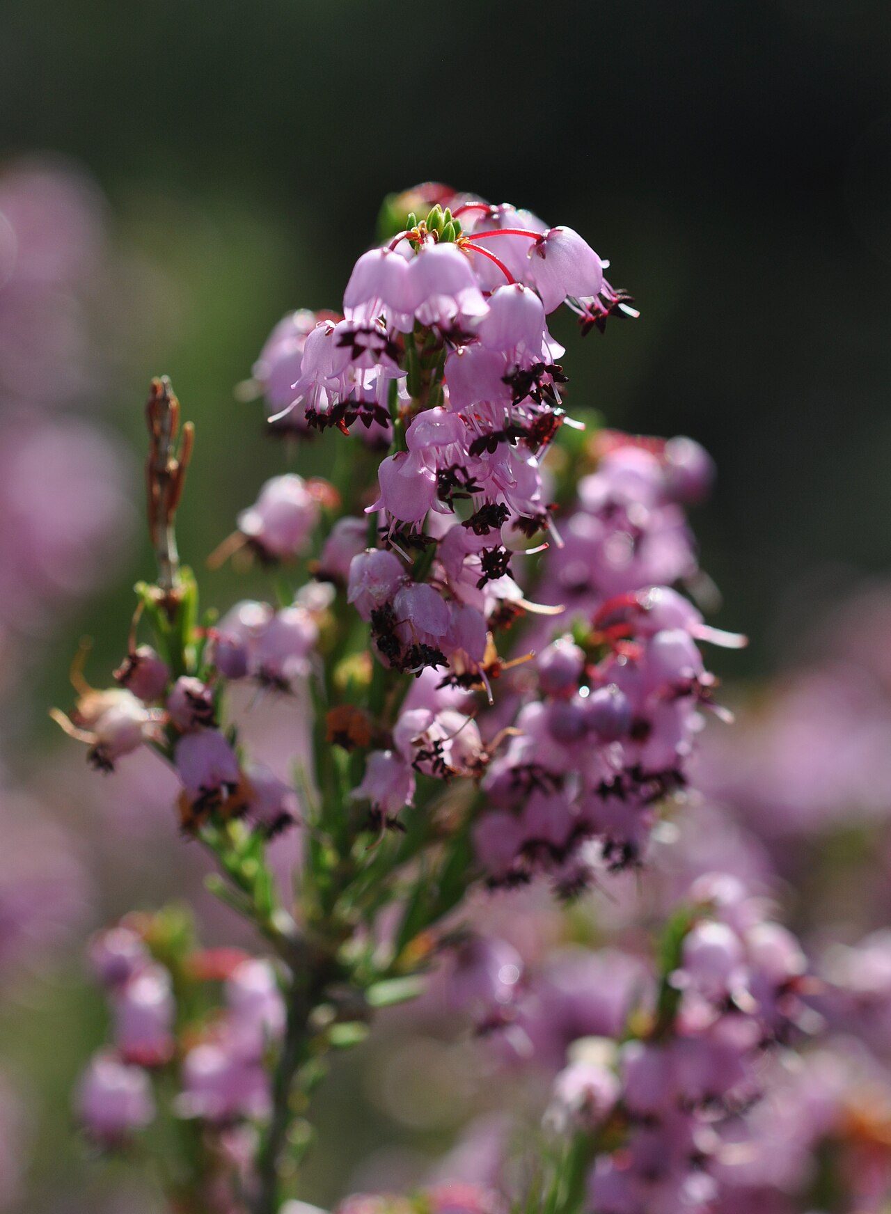 Erica manipuliflora 9