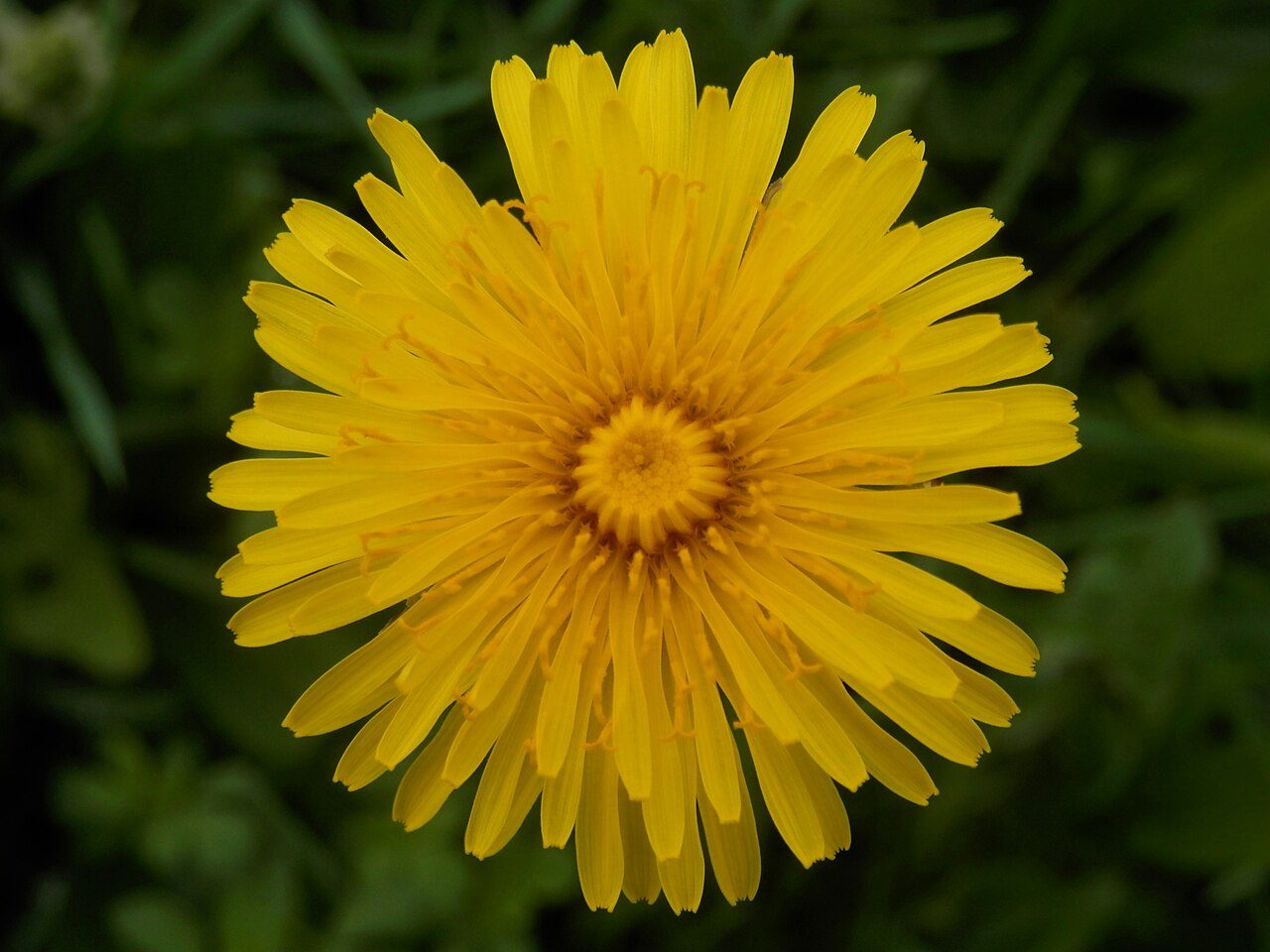 Diente de león