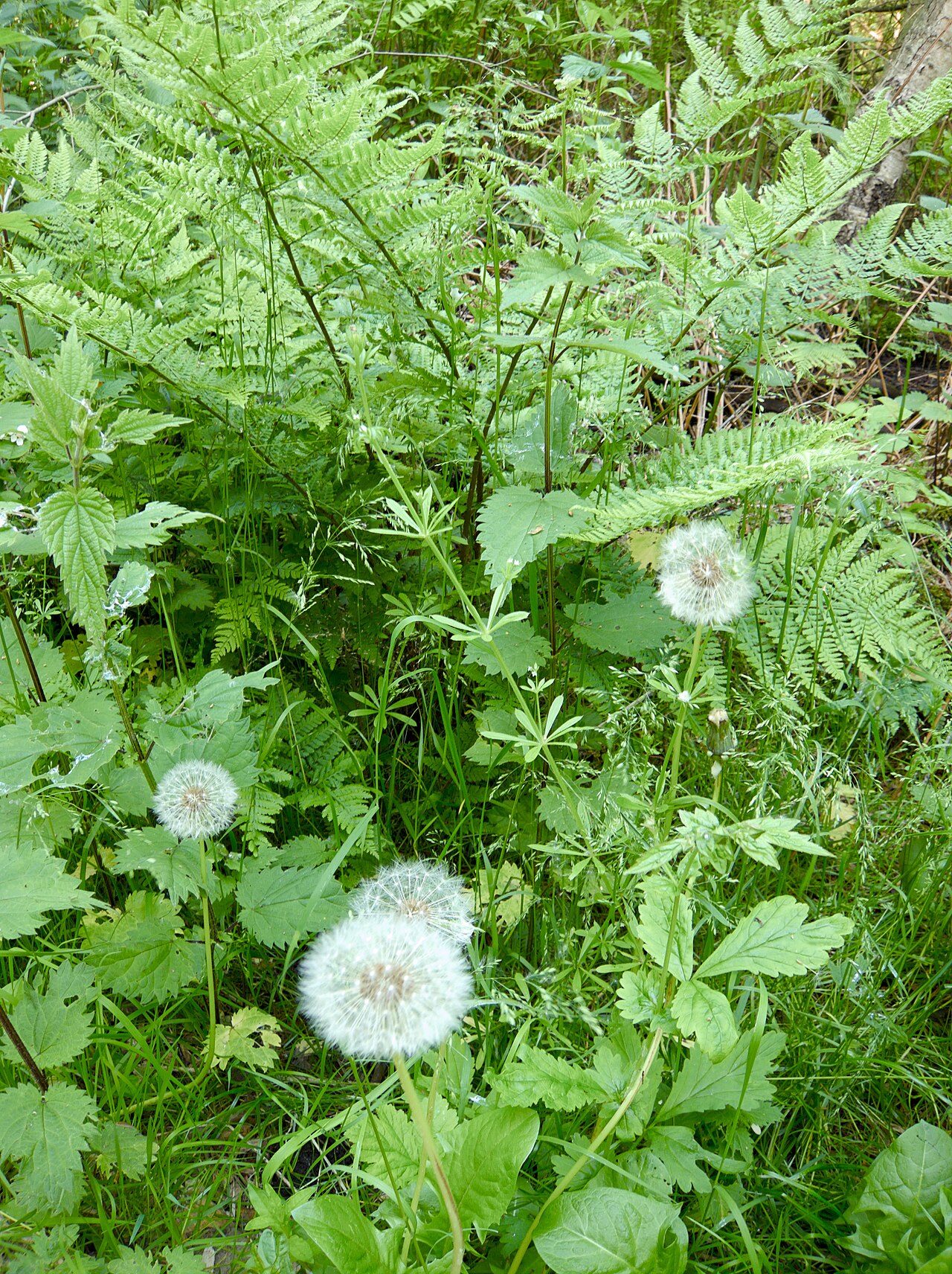 Diente de león 5