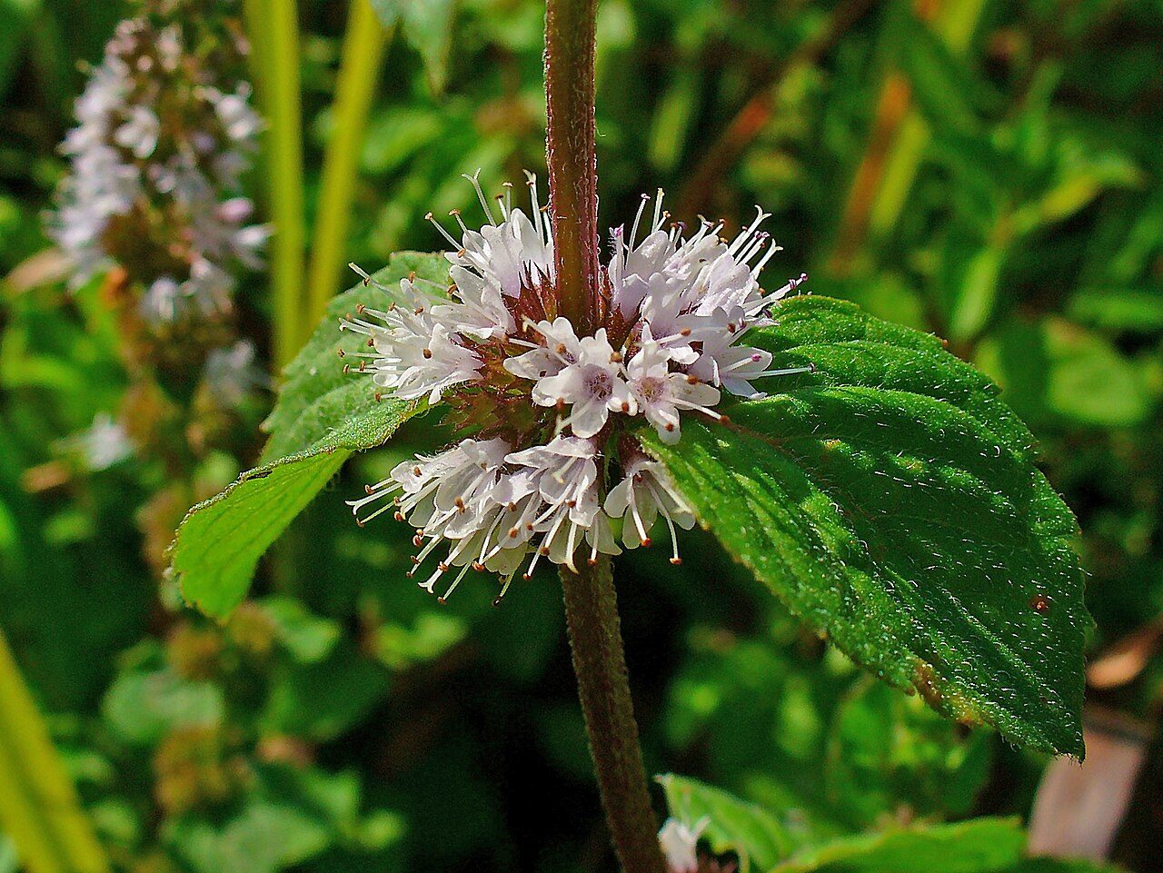 Menta