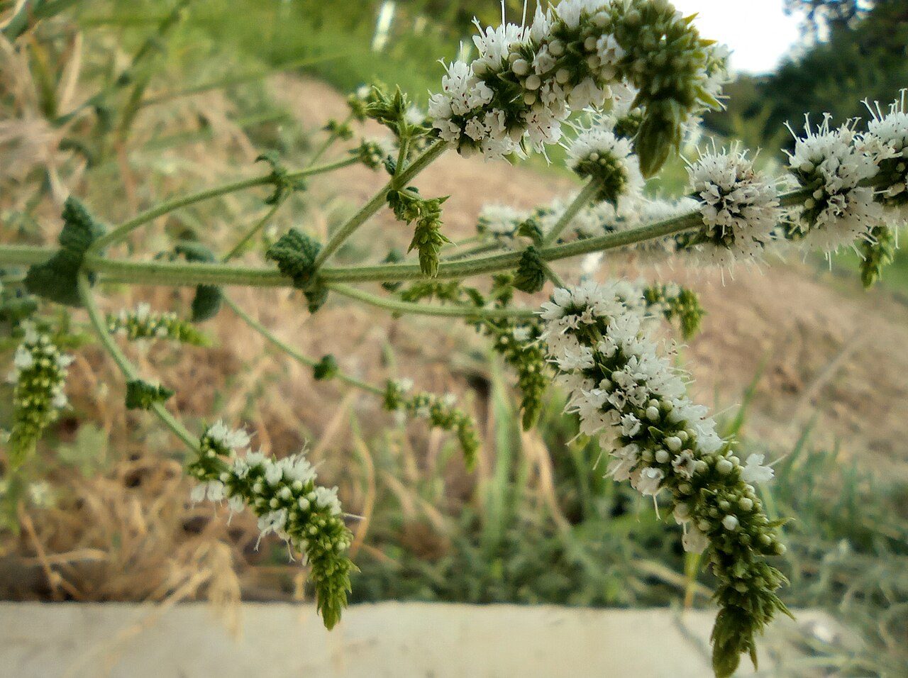 Menta 3