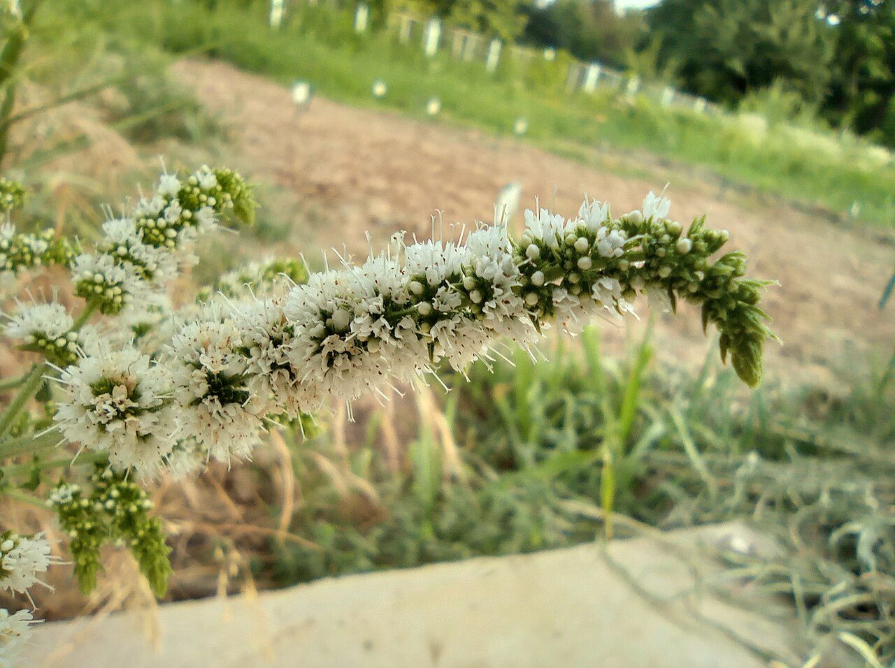 Menta 4