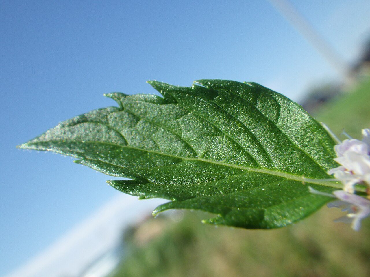 Menta 5