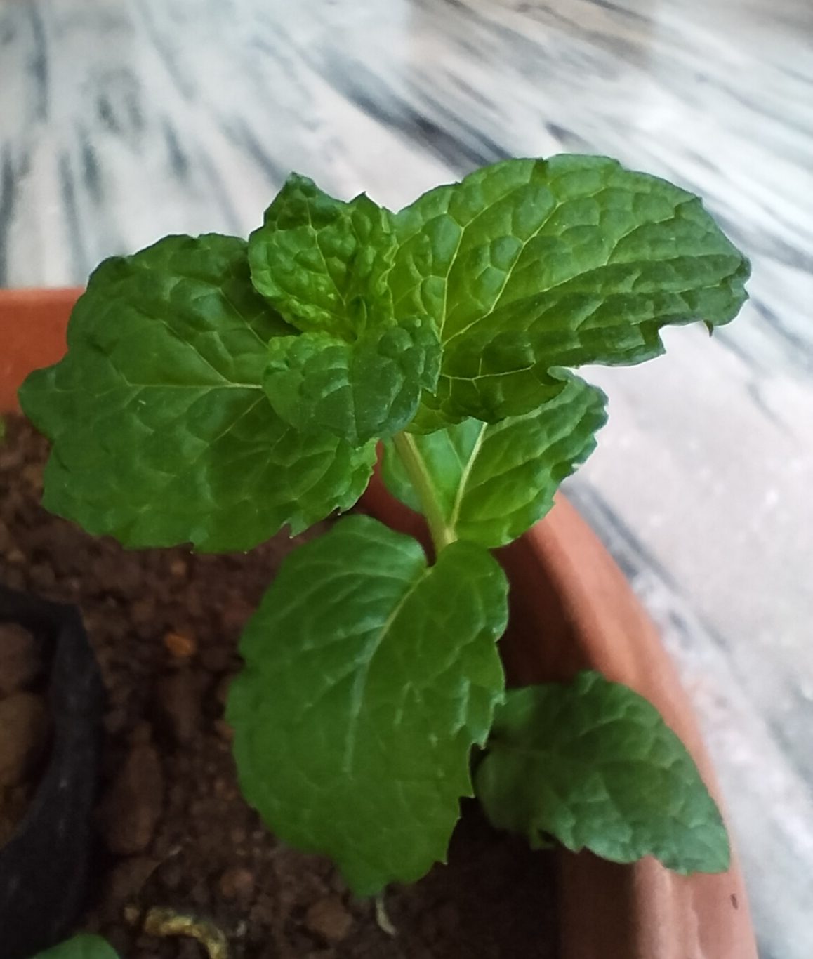 Menta 6