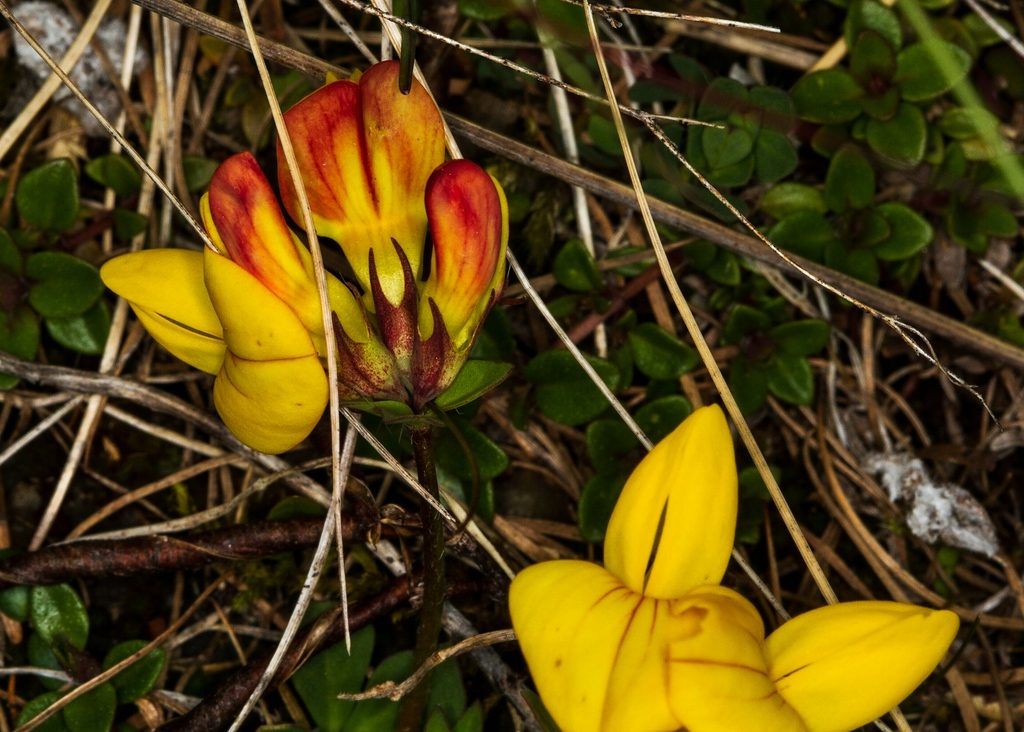 Lotier corniculé 2