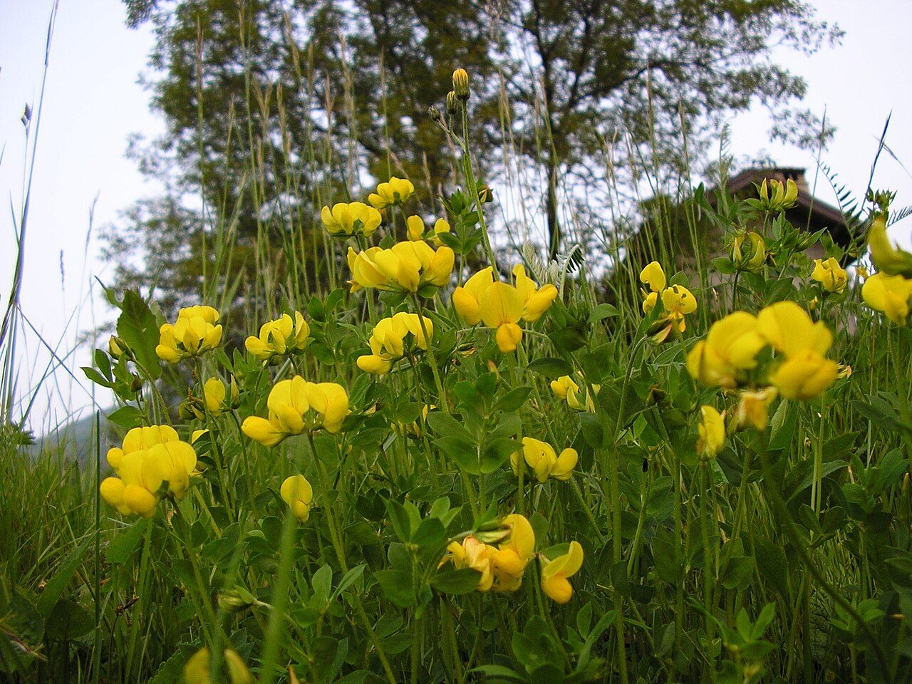 Lotier corniculé 4