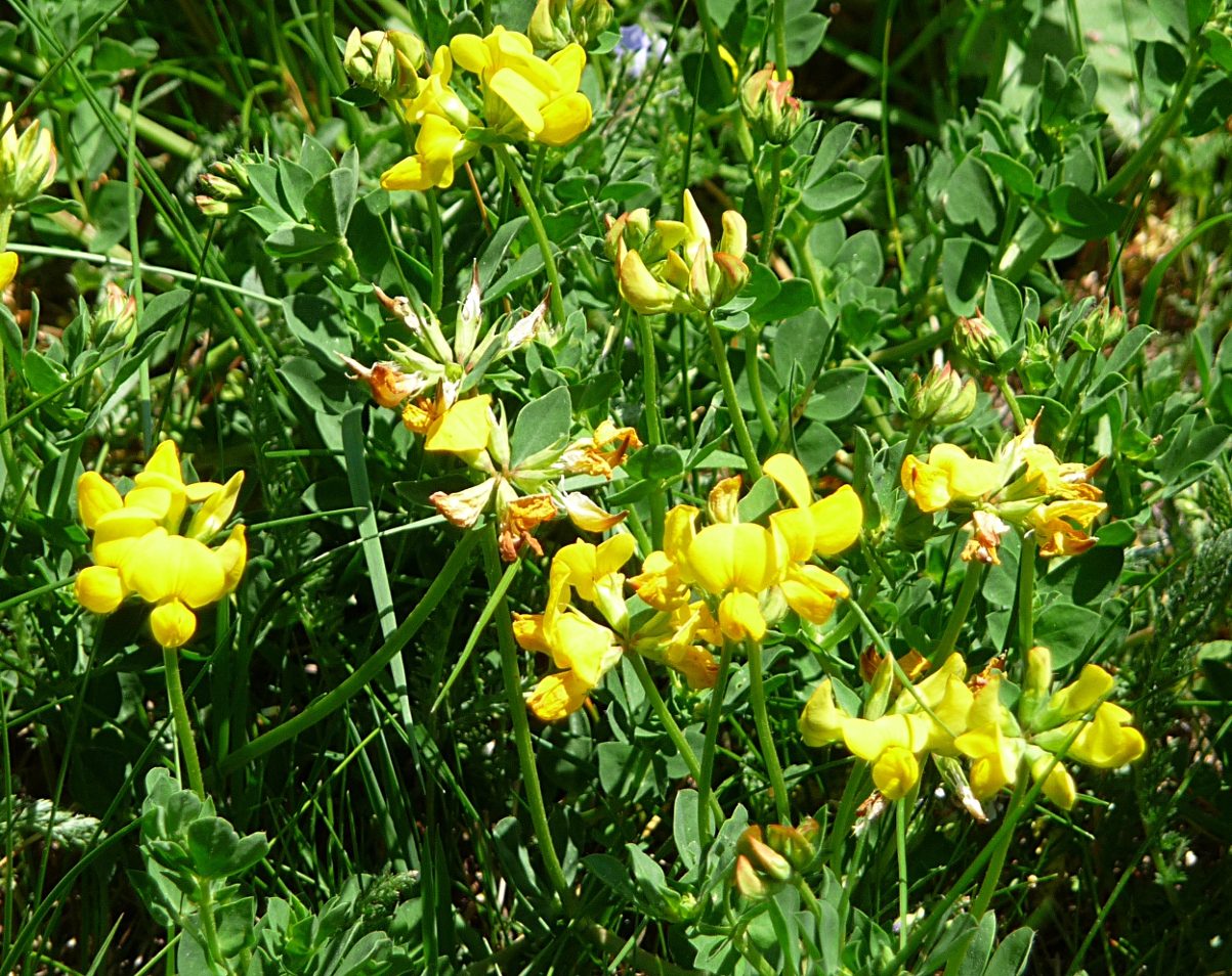 Lotier corniculé 3