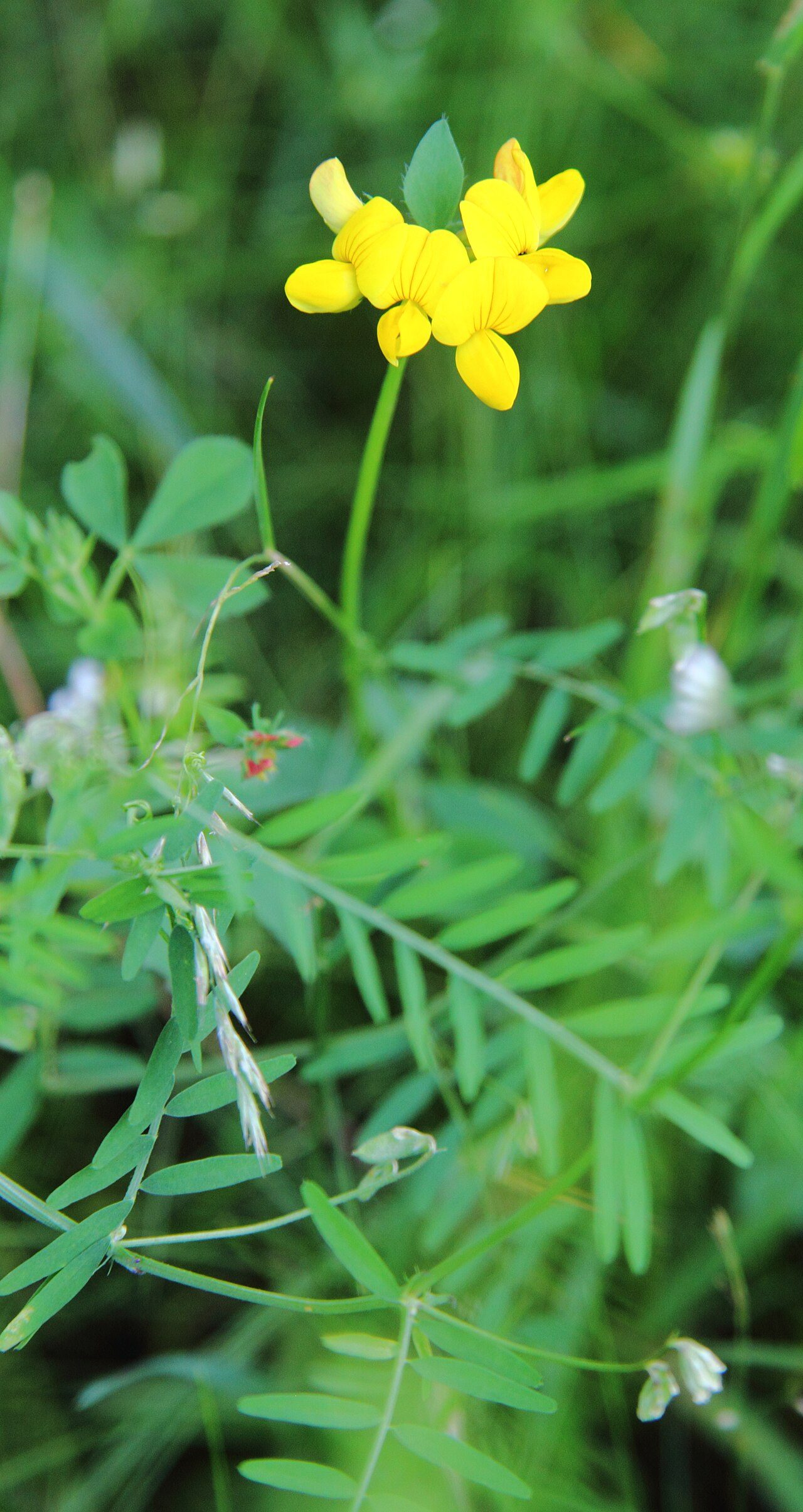 Lotier corniculé 7