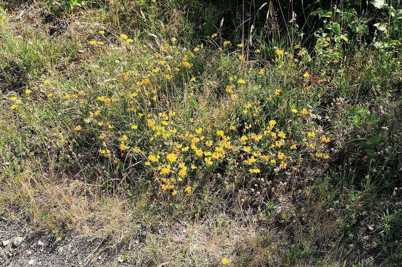 Lotier corniculé 8