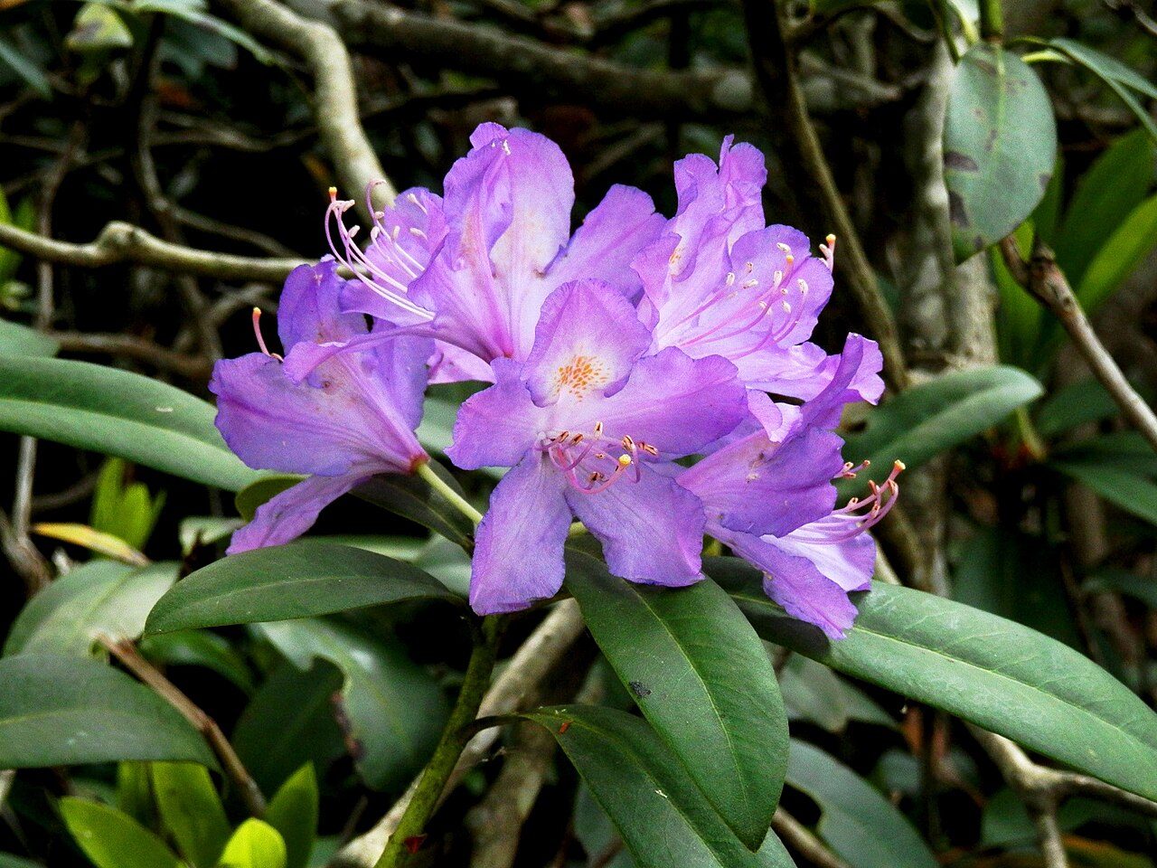 Rhododendron ponticum